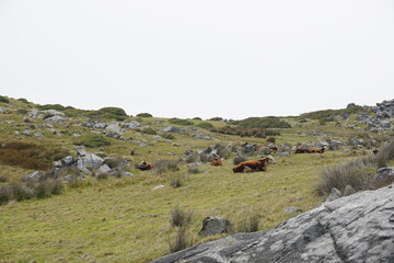 ニュージーランドの牧場と牛