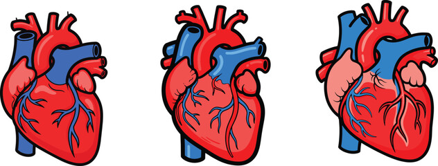Human Heart Anatomy and Cardiovascular System Illustration
