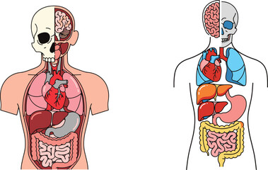 Human Body Anatomy with Internal Organs Labeled
