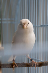 Close-up white canaries inside a cage, pet bird concept