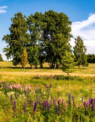 A picturesque field of vibrant lupines dotted with lush green trees under a vibrant blue sky.