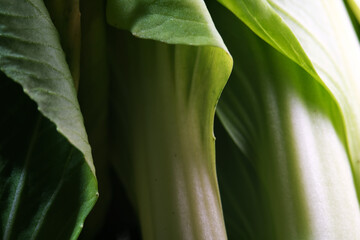 close up of green leaves