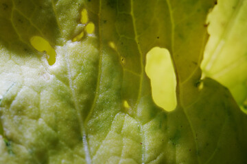 Close up shot of yellowish Bok Choy vegetable