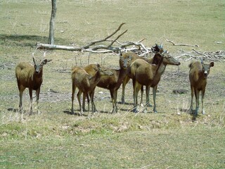 A group of male and female deer are kept in a licensed breeding facility.