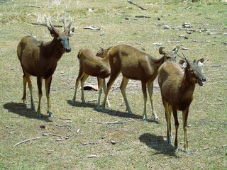 A group of male and female deer are kept in a licensed breeding facility.