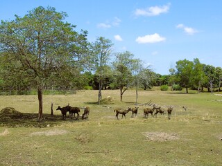 A group of male and female deer are kept in a licensed breeding facility.