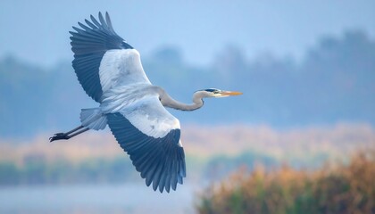 A graceful grey heron soars through a misty, soft-focus morning landscape.