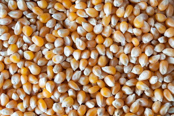 Background of un-popped yellow popcorn kernels
