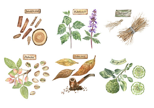 Watercolor illustrations of the aromatic plants - sandalwood, patchouli, vetiver, pistachio, tobacco, and bergamot. Detailed botanical illustrations with the names of plants on garden signs