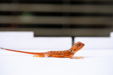 a red gecko at horizontal composition