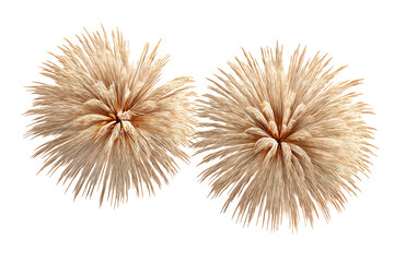 Obraz premium Golden fireworks bursting with elegance and celebration on a black backdrop