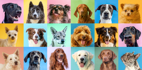 Colorful dog breed variety collage with multiple pets on vibrant backgrounds