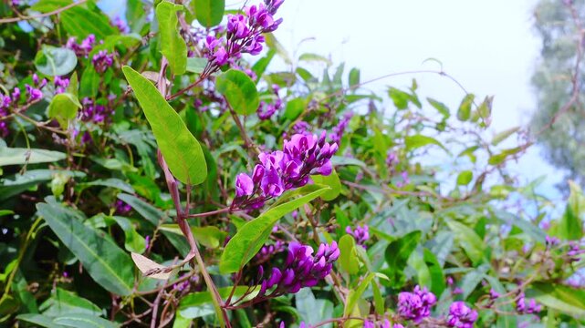 Hardenbergia violacea, the common names false sarsaparilla, purple coral pea, and waraburra, Beautiful purple pea flowering climber, It is a prostrate or climbing subshrub, in wind breezing day.