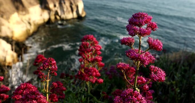 Beautiful pink flowers frame the coastal cliffs of Pismo Beach, California, USA.