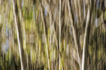 Intentional camera movement of an alder forest at sunset, in the eastern Andean mountains of central Colombia, near the Iguaque natural reserve.