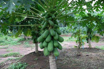 Papaya fruit on tree in tropical farm	