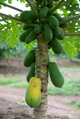 Papaya fruit on tree in tropical farm	