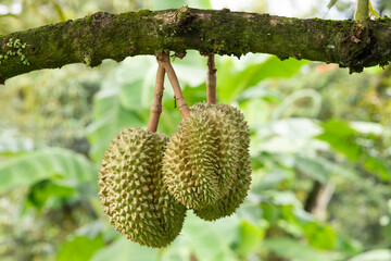 Bunch of fresh durian ripening on durian tree. Fresh durian fruit hanging on tree in durian farm.