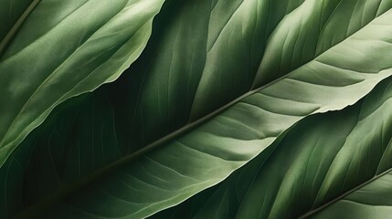 Obraz premium Explore Fresh Greenery, Nature's Leaf Textures in a Plant Concept Theme
