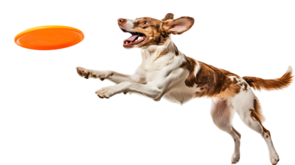 Brown and white dog leaping in the air to catch an orange frisbee disc against a black background