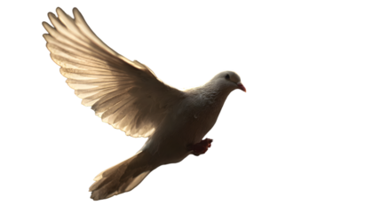 A single white dove in mid flight against a black background with wings spread wide open and feathers visible