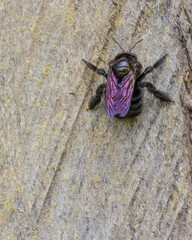 A black bumblebee resting on a wooden beam, in a farm in the eastern Andean mountains of central Colombia, near the town of Villa de Leyva, in the morning.
