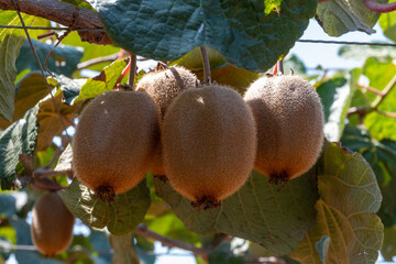 New harvest of golden or green kiwi, hairy fruits hanging on kiwi tree in orchard in Italy, Lazio
