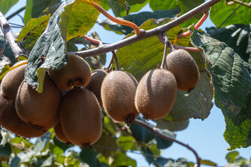 New harvest of golden or green kiwi, hairy fruits hanging on kiwi tree in orchard in Italy, Lazio
