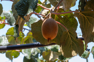 New harvest of golden or green kiwi, hairy fruits hanging on kiwi tree in orchard in Italy, Lazio