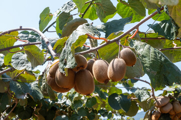 New harvest of golden or green kiwi, hairy fruits hanging on kiwi tree in orchard in Italy, Lazio