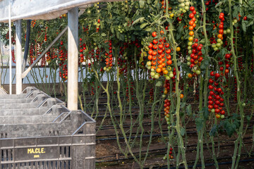 Growing of red salad or sauce tomatoes on greenhouse plantations in Fondi, Lazio, agriculture in Italy in summer, harvest