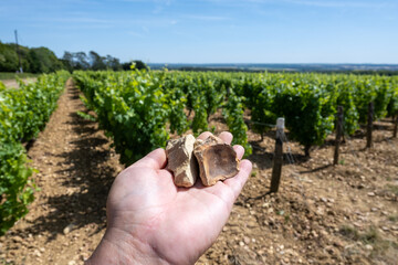 Wine industry, hand with flint pebbles stones from vineyards of Pouilly-Fume appelation and view on...