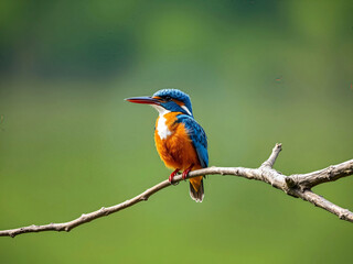 Fototapeta premium kingfisher on branch in nature Photography