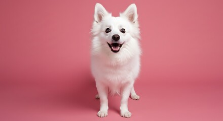 Obraz premium funny memes happy white fluffy dog pink background