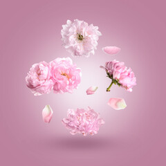 Fototapeta premium Beautiful pink flowers and petals in air against violet gradient background