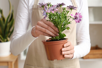 Woman holding pot with blooming plant indoors, closeup