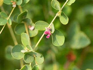 マルバハギの花