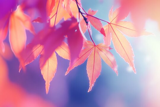 In autumn, a closeup of a red maple leaf, although dead and still on the tree, undergoes a color change because of the reduced sunlight, and during the rainy fall season, the gorgeous red, orange,