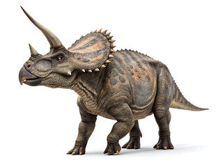 A detailed full body rendering of a triceratops dinosaur against a plain white background studio shot