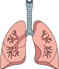 Basic human anatomy illustration of the lungs with the trachea and bronchi