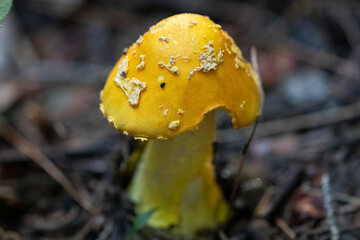 Yellow Patches Mushroom Amanita flavoconia in Algonquin Provincial Park, Ontario, Wildlife Photography
