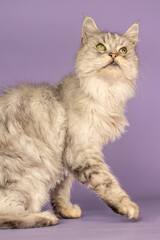 Senior Maine Coon cat portrait on studio background