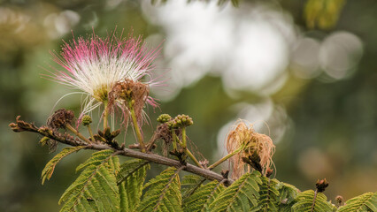 The singular flower of the powder-puff tree against a defocused background, captured in a garden in the eastern Andean mountains of central Colombia, near town of Villa de Leyva.