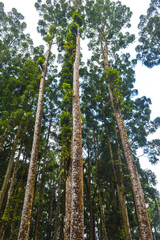 Fototapeta premium view from under a mahogany tree in a tropical forest