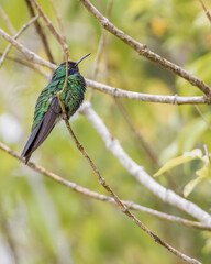 Short-tailed emerald hummingbird perched on a twig of a Indian mallow, in a garden in the eastern...