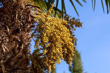Butia capitata, known as jelly palm, with green leaves and ripe orange fruits. Close up of palm tree with fruit. Butia capitata. Cocus Capitata. Jelly palm. © Lassi M