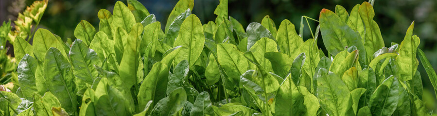Panoramic view of a sorrel plant illuminated by the morning sun, in an orchard in the eastern Andean mountains of central Colombia, near the town of Villa de Leyva.