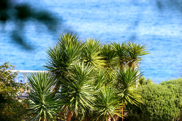 Yucca on background of blue sea water. Yucca gigantea. Natural green foliage and blue water. © Lassi M