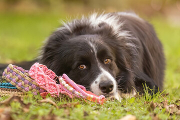 Border Collie close-up with handmade paracord dog collars