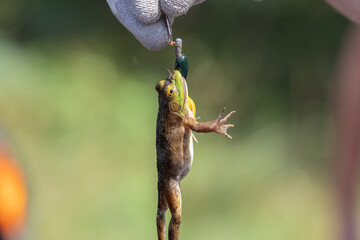 American Bullfrog (Lithobates catesbeianus) Caught While Fishing Wildlife Photography